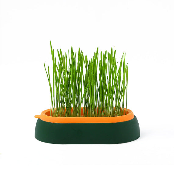 Plantación hidropónica sin tierra Cultivo de semillas de trigo Cuenca de hierba de gato