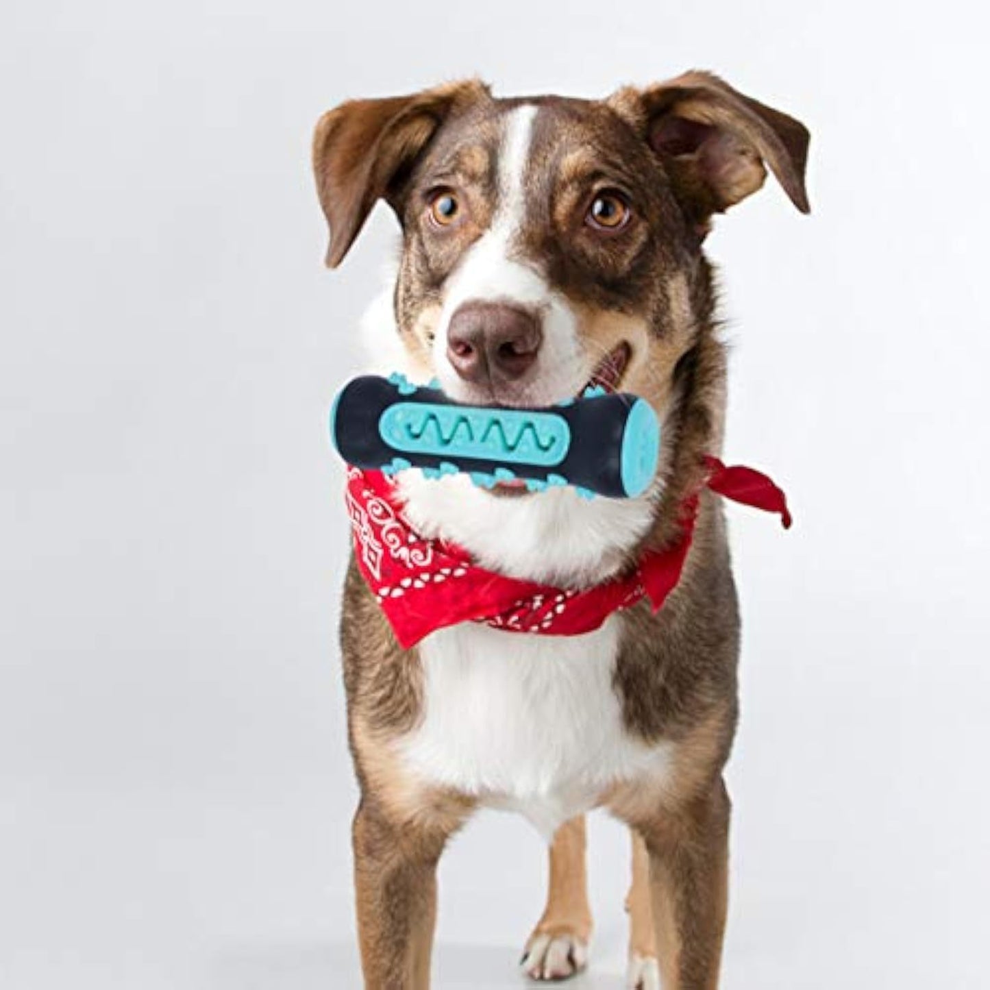Juguete Cepillo dental masticable para perros – Mordedor de caucho natural para limpieza de dientes y encías