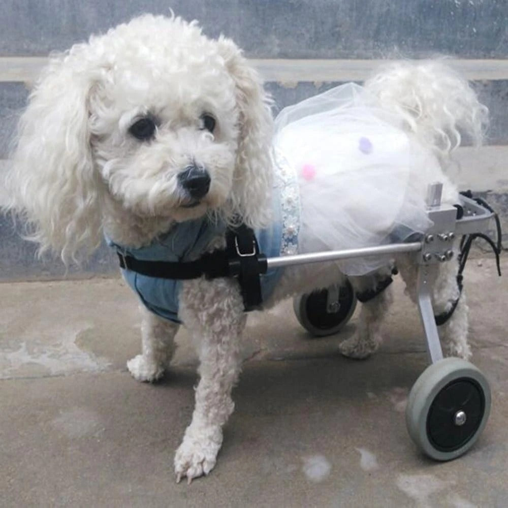 Silla de ruedas ajustable para perros – Soporte cómodo y adaptable para movilidad