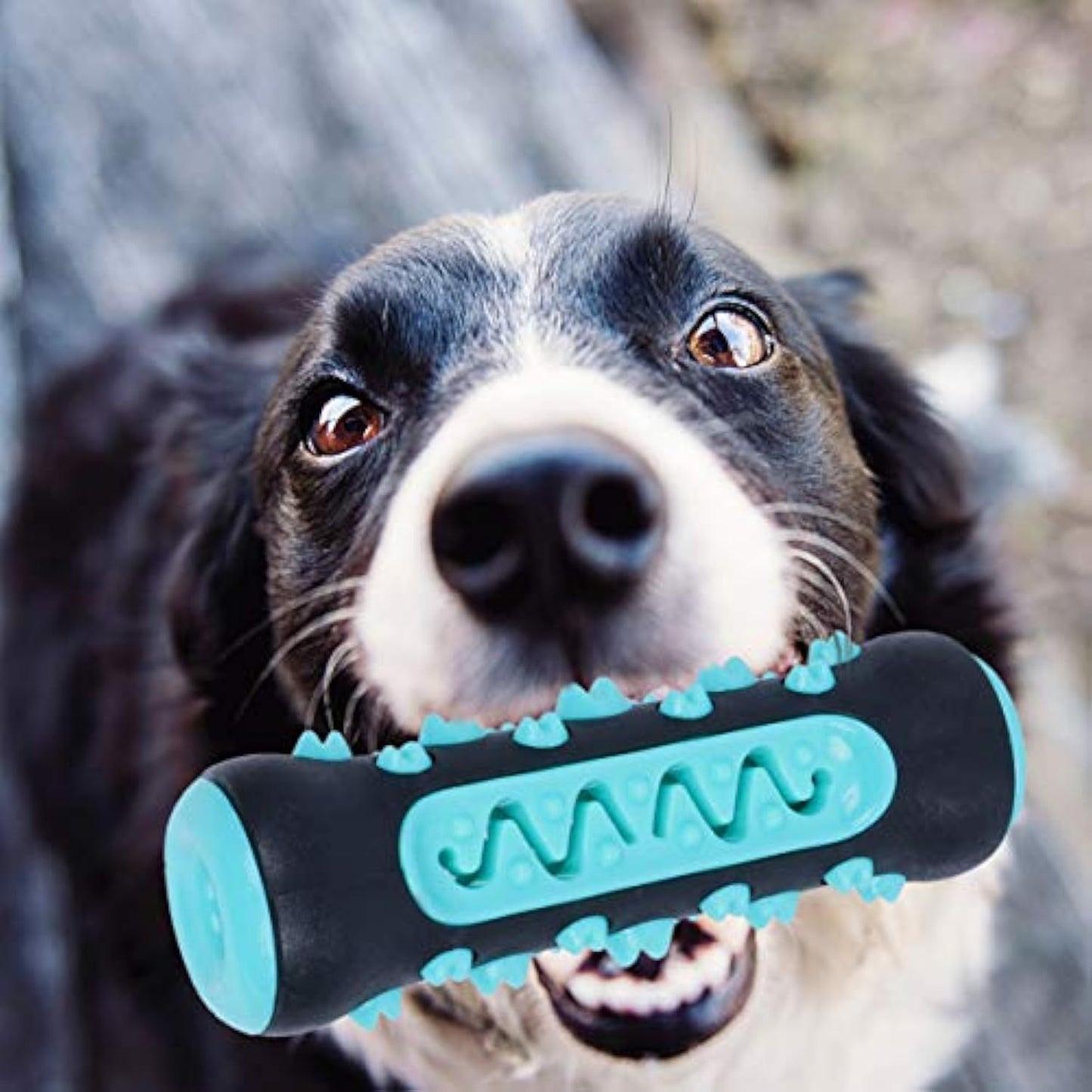 Juguete Cepillo dental masticable para perros – Mordedor de caucho natural para limpieza de dientes y encías