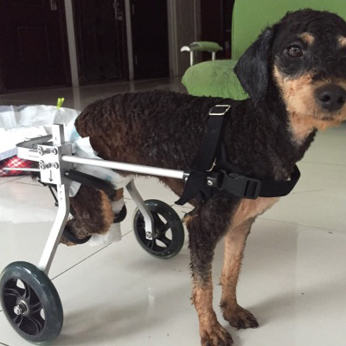 Silla de ruedas ajustable para perros – Soporte cómodo y adaptable para movilidad