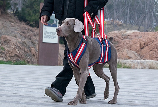 Arnés De Ayuda, Arnés De Correa Para Mascotas para perros Mayores