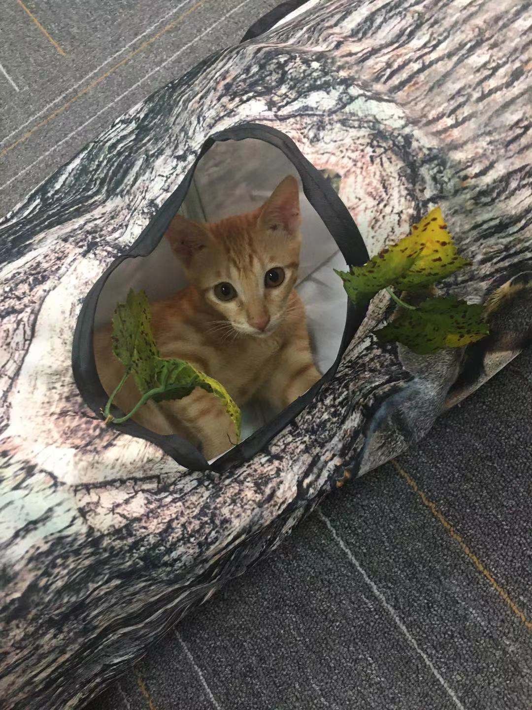 Patrón de árbol Túnel Mascota Zhiyi Juguete para gatos Suministros para mascotas Juguetes para perros y gatos